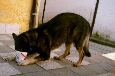130191532072399500.jpg | Chovatelská stanice Daxis