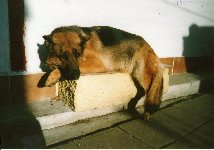 130219230954175400.jpg | Chovatelská stanice Daxis
