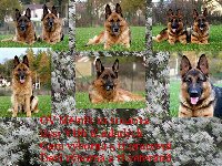 135257562981176800.jpg | Chovatelská stanice Daxis
