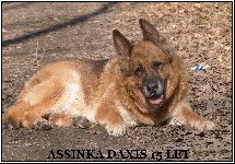 142696227567528800.jpg | Chovatelská stanice Daxis
