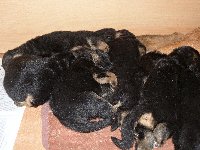 145780810128857500.jpg | Chovatelská stanice Daxis