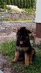 146515203610626500.jpg | Chovatelská stanice Daxis