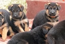 146956073828151200.jpg | Chovatelská stanice Daxis