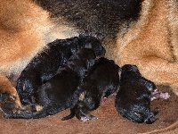147474283277201900.jpg | Chovatelská stanice Daxis