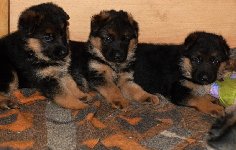 147724710485734000.jpg | Chovatelská stanice Daxis