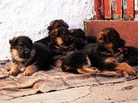 147845914380565100.jpg | Chovatelská stanice Daxis