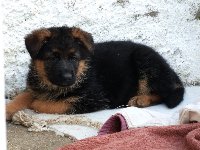 147906261906149300.jpg | Chovatelská stanice Daxis