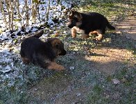 147941245828781500.jpg | Chovatelská stanice Daxis