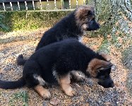 148114086237067500.jpg | Chovatelská stanice Daxis