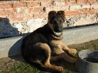 148381529325683000.jpg | Chovatelská stanice Daxis