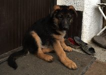 148381532047086100.jpg | Chovatelská stanice Daxis