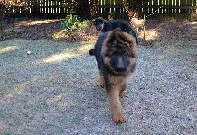 148381535137132700.jpg | Chovatelská stanice Daxis