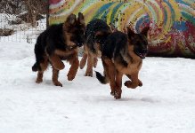 148597993242366100.jpg | Chovatelská stanice Daxis