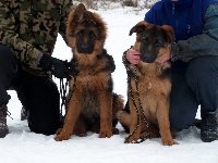 148597996214170200.jpg | Chovatelská stanice Daxis