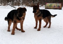 148597996436248500.jpg | Chovatelská stanice Daxis