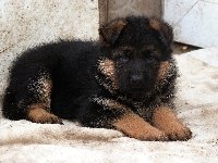 151164005137296800.jpg | Chovatelská stanice Daxis