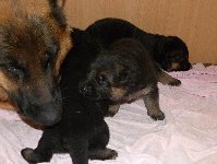 153521944047800000.jpg | Chovatelská stanice Daxis