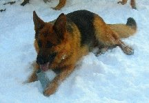 154947984202648500.jpg | Chovatelská stanice Daxis