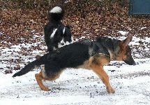 155000069421611500.jpg | Chovatelská stanice Daxis