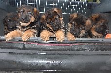 155000106186580900.jpg | Chovatelská stanice Daxis