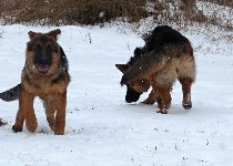 155000108440502200.jpg | Chovatelská stanice Daxis