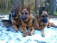 155129901350420000.jpg | Chovatelská stanice Daxis