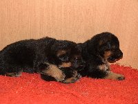 155915800893194800.jpg | Chovatelská stanice Daxis