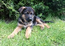 159060617349615800.jpg | Chovatelská stanice Daxis