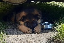 159060625233878600.jpg | Chovatelská stanice Daxis