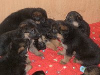 163069517113509000.jpg | Chovatelská stanice Daxis