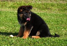 166231699030710600.jpg | Chovatelská stanice Daxis