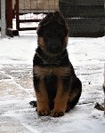 173696622767474300.jpg | Chovatelská stanice Daxis