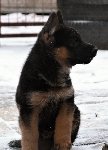 173696622940631100.jpg | Chovatelská stanice Daxis
