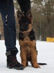 174146423356833800.jpg | Chovatelská stanice Daxis