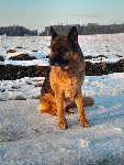 174146541497077700.jpg | Chovatelská stanice Daxis