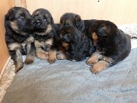 174750247973905700.jpg | Chovatelská stanice Daxis