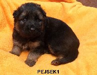 174794117168124800.jpg | Chovatelská stanice Daxis