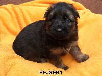 174794117278331300.jpg | Chovatelská stanice Daxis