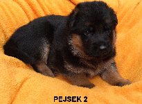 174794117380826100.jpg | Chovatelská stanice Daxis
