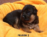 174794117481981200.jpg | Chovatelská stanice Daxis