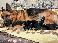 175226166403714900.jpg | Chovatelská stanice Daxis