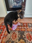 175856214105438300.jpg | Chovatelská stanice Daxis