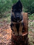 176020964587915600.jpg | Chovatelská stanice Daxis