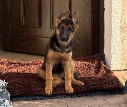176020966072167100.jpg | Chovatelská stanice Daxis