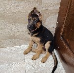 176020966989611000.jpg | Chovatelská stanice Daxis