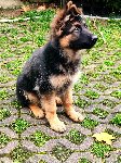 176020967452342300.jpg | Chovatelská stanice Daxis