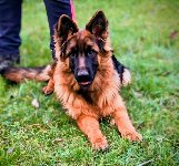 176522762826967000.jpg | Chovatelská stanice Daxis