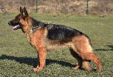 176695236762952200.jpg | Chovatelská stanice Daxis