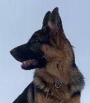 176807514854437500.jpg | Chovatelská stanice Daxis