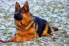 176807522507363500.jpg | Chovatelská stanice Daxis